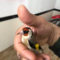 سهره نر|پرنده|مریوان, |دیوار