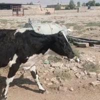 گاو فروشی|حیوانات مزرعه|دهلران, |دیوار