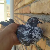 کبوتر