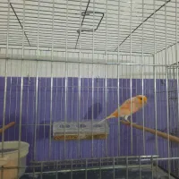 قناری موزاییکی اورجینال|پرنده|مشگین شهر, |دیوار