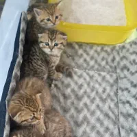 توله های اسکاتیش رنگ خاص