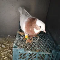 طوقی پشتدار سفید|پرنده|محمدیه-قزوین, |دیوار