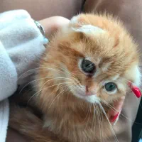 گربه اسکاتیش