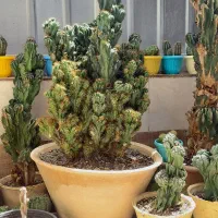 انواع کاکتوس صخره ای دکوراتیو کاکتوس توپی بچه زا