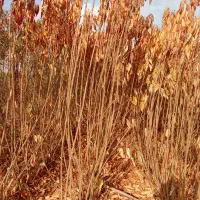 فروش نهال آقای رحمانی با20سال سابقه|خدمات باغبانی و درختکاری|محمدیه-قزوین, |دیوار