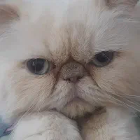 گربه پرشین نر عقیم نشده