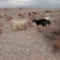 بز ترکی|حیوانات مزرعه|خضر آباد, |دیوار