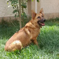 ژرمن ماده باردار با نر بلک