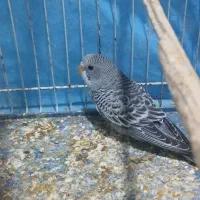 مرغ عشق|پرنده|شیروان (خراسان), |دیوار