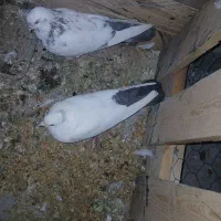 کفتر یا کبوتر دم