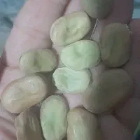 باقلا خشک هفت بند|خوردنی و آشامیدنی|کوهی‌خیل, |دیوار