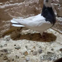 یک جفت طوقی|پرنده|تاکستان, |دیوار