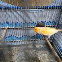 قناری نر و ماده|پرنده|ایلام, |دیوار