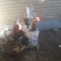 خروس دورگ جوان ۲ عدد|حیوانات مزرعه|سیرجان, |دیوار