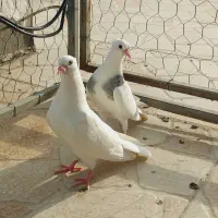 کبوتر طوقی و پلنگی