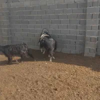 نربز|حیوانات مزرعه|جوادآباد, |دیوار