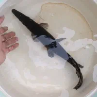 الیگیتور یا گار|ماهی|رامشیر, |دیوار