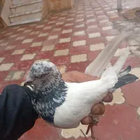 کفتر کله دمی