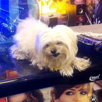 سگ گم شده .پتی