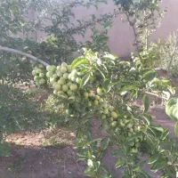 باغ|فروش خانه و ویلا|کرمان, |دیوار
