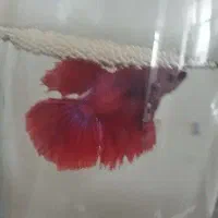 انواع ماهی های آکواریومی