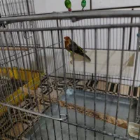 سره قناری|پرنده|ساوه, |دیوار