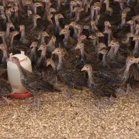 جوجه بوقلمون محلی /گوشتی/دومنظوره