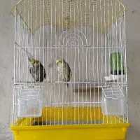 عروس هلندی جفت نر و ماده ،با قفس