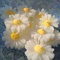 گیفت بابونه