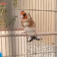 سهره دورگ کراواتی عتیقه مخصوص عشقباز|پرنده|شیراز, باغشهر قصر سبز|دیوار