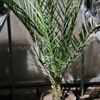 گیاه نخل فونیکس