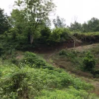 باغ جنگلی بلوردکان گیلان