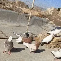 10 طوق کفتر آس|پرنده|جوادآباد, |دیوار