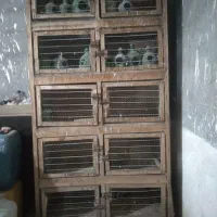 فروش جفت گاه ده تایی