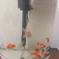 گلدفیش زییا سالم