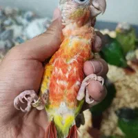 زنجان طوطی|پرنده|زنجان, |دیوار