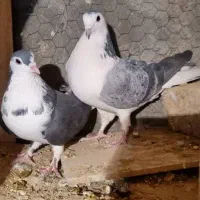 دمگیر قدیمی|پرنده|برخوار, |دیوار