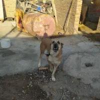 سگ گوسفند و نگهبانی