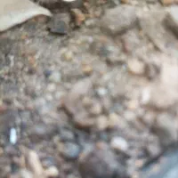 کود حیوانی قره گل