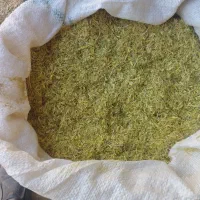 کاه عدس|خدمات باغبانی و درختکاری|رشت, حومه رشت|دیوار