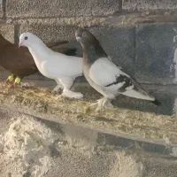 سبز|پرنده|تفرش, |دیوار