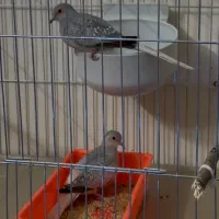 کبوتر خاص جفت