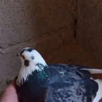 کفتر طوقی|پرنده|سرپل ذهاب, |دیوار