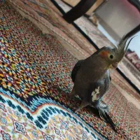 عروس هلندی اهلی