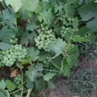 باغ-انگور