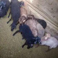 فروش بره گوسفند قوچ