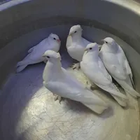 کبوتر