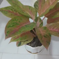 اگلونما کمیاب کلکسیونی سوپر صورتی