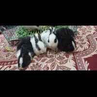 ۶ عدد خرگوش بالغ نر و ماده