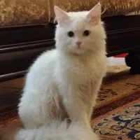 گربه پرشین|گربه|گرگان, |دیوار
